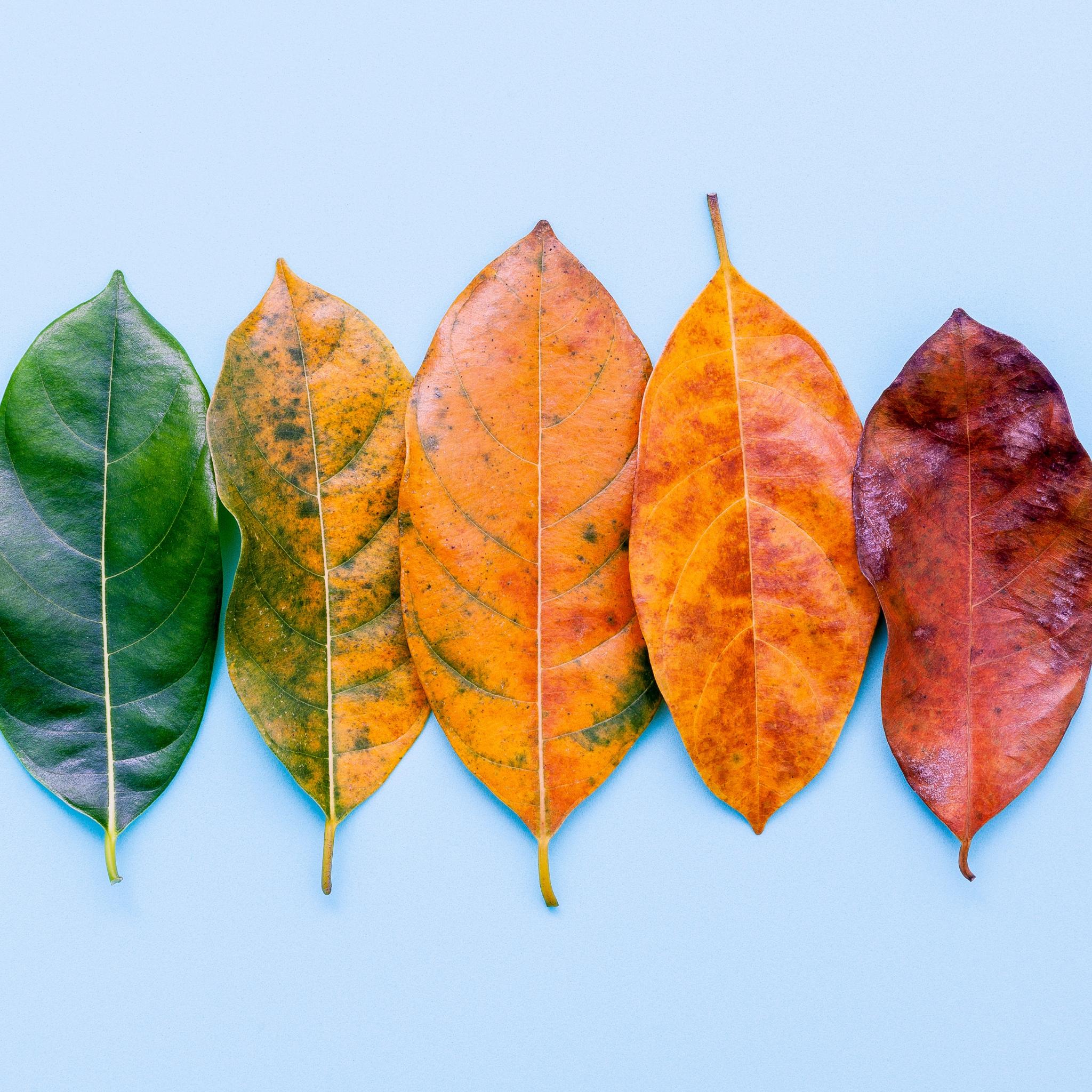 BGM_ft_Blatt Lebensphase (c) Pexels.com BGM_ft_Blatt Lebensphase